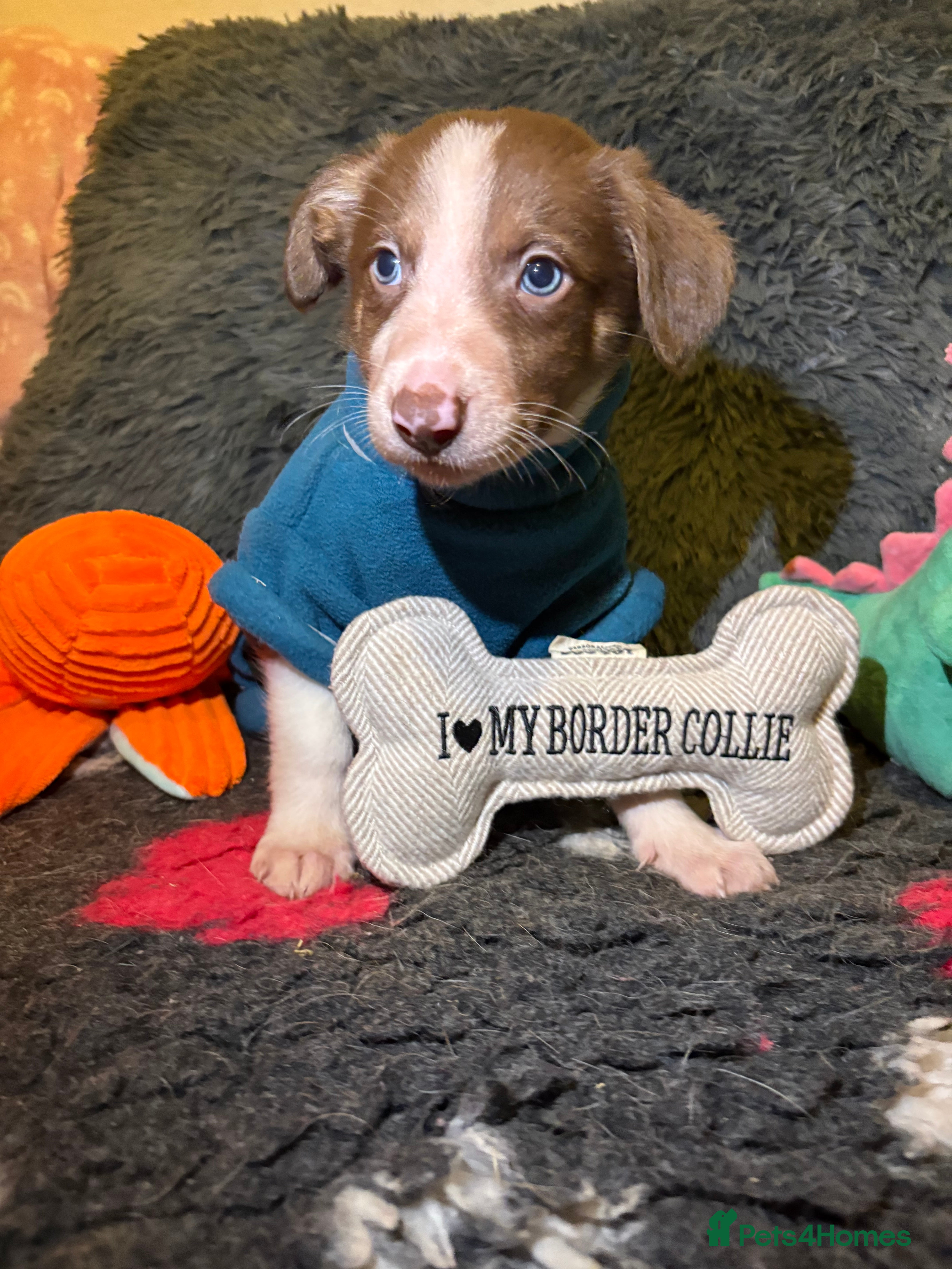 Border Collie dogs Border collie puppies for active homes  - Advert 17