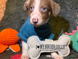 Border Collie dogs Ready to leave, health checked border collies - Advert 10