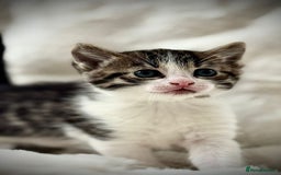 Ragdoll cats for sale: 🌟 Ragdoll x Bengal – Exquisite Baby Kittens 🌟 - Image 19