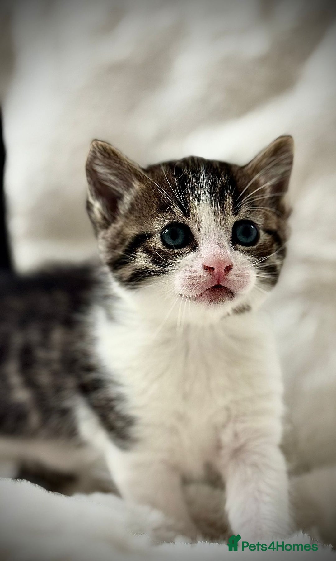 Ragdoll cats for sale: 🌟 Ragdoll x Bengal – Exquisite Baby Kittens 🌟 - Image 19