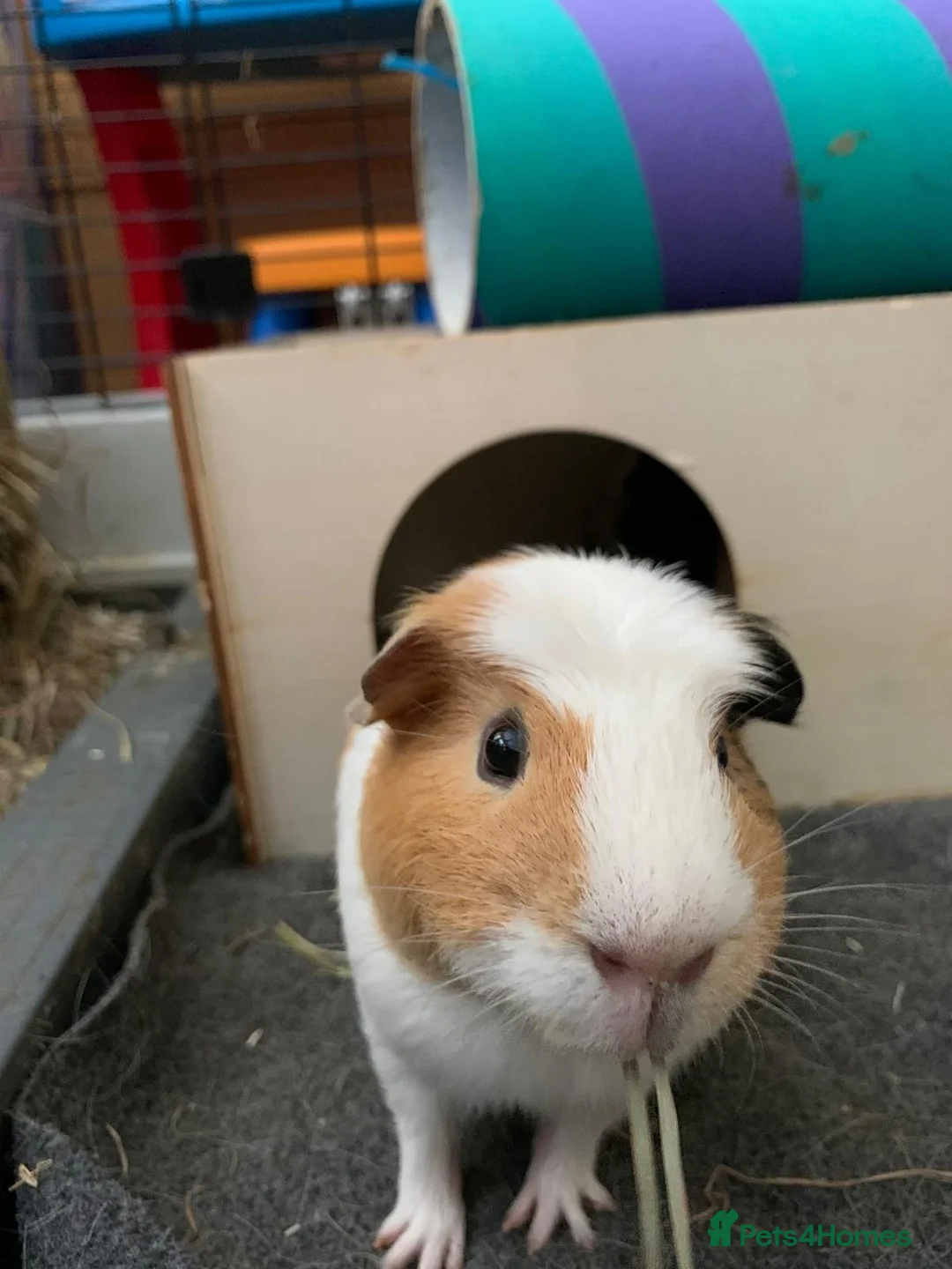 Guinea Pig rodents for sale: 2 male guinea pig brothers for sale in Nottingham - Advert 5