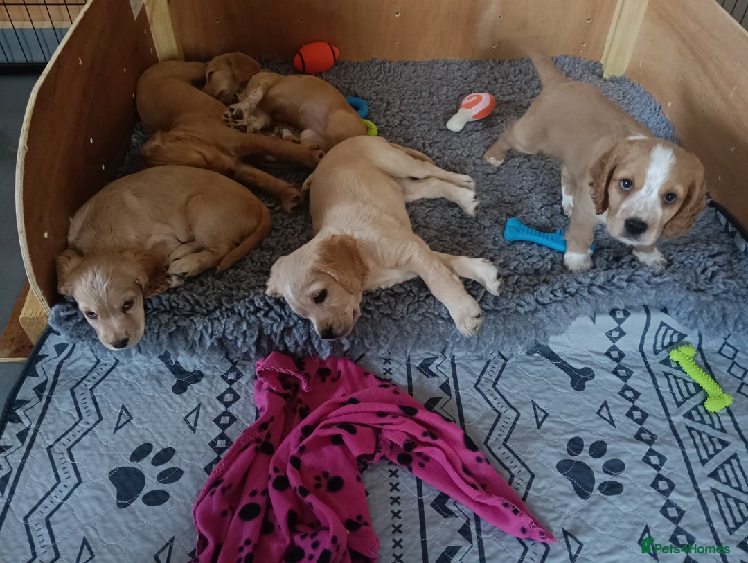 Cocker Spaniel dogs for sale: Cocker spaniels  - Image 1