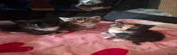 Mixed Breed cats for sale: Mixed fluffy kittens  - Advert 5