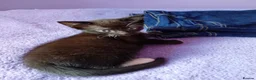 Mixed Breed cats for sale: Kittens for sale various prices - Advert 6