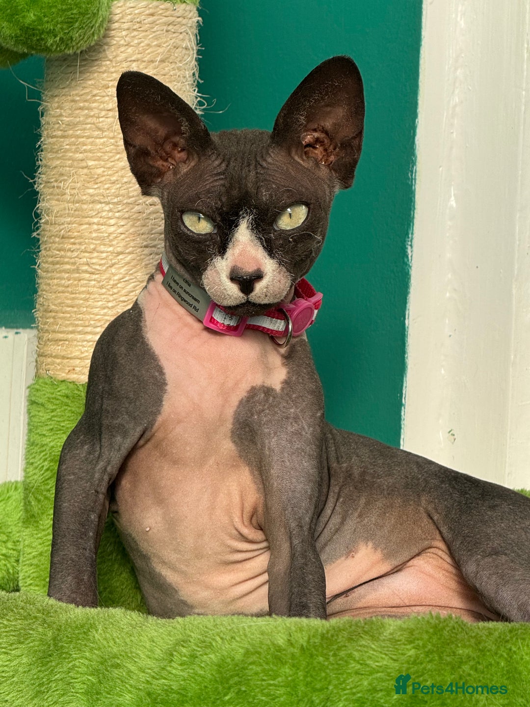 Sphynx cats for sale: Black & White Female Spayed Sphynx  - Advert 1