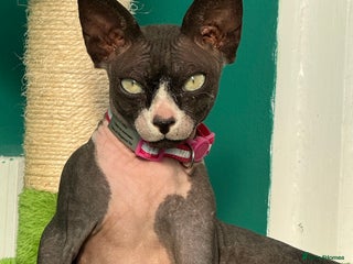 Sphynx cats Black & White Female Spayed Sphynx - Advert 10