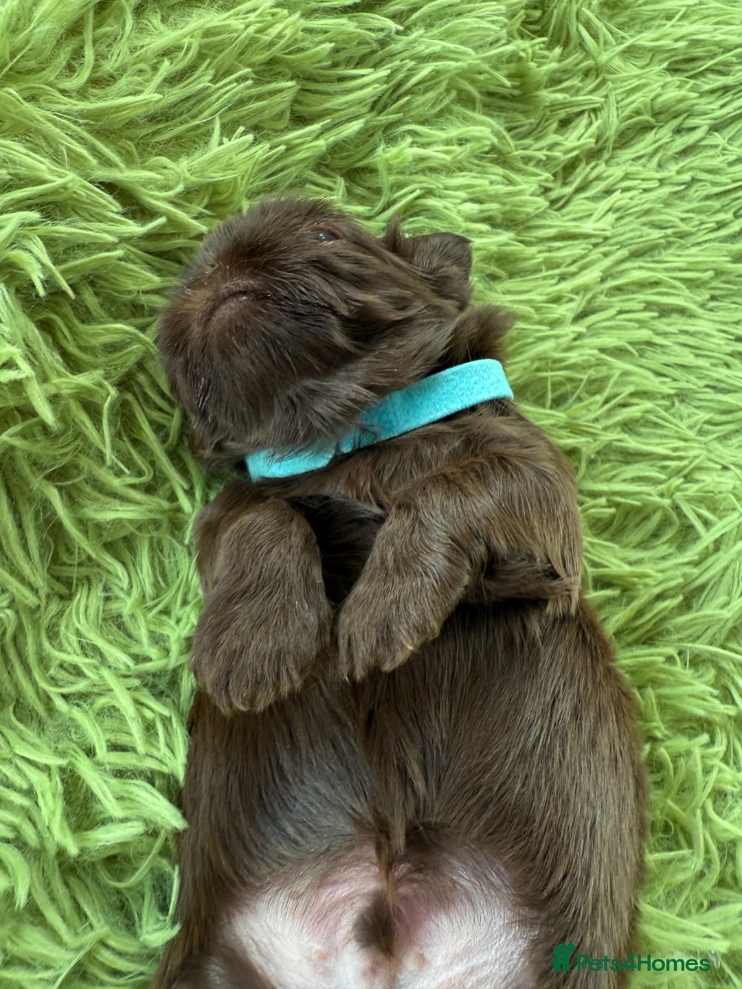 Shih Tzu dogs for sale: Stunning chocolate imperial Shih tzu - Advert 3