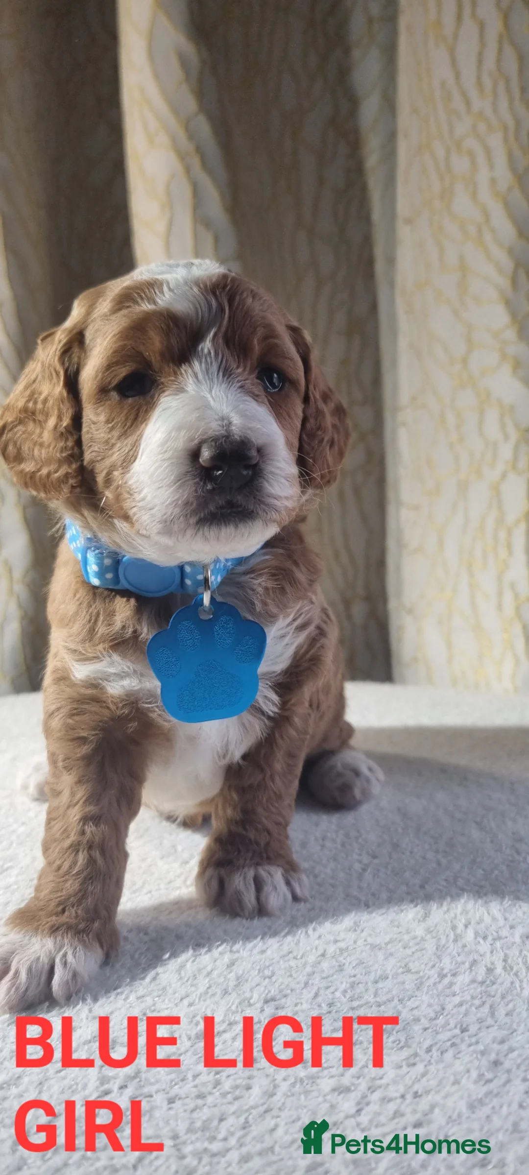 Cockapoo dogs for sale: Cockapoo❤️HEALTH CHECK❤️ - Advert 2