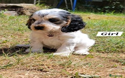 Cocker Spaniel dogs for sale: Blue Roan Tan-Sable Cocker Spaniel– KC bloodline - Image 30