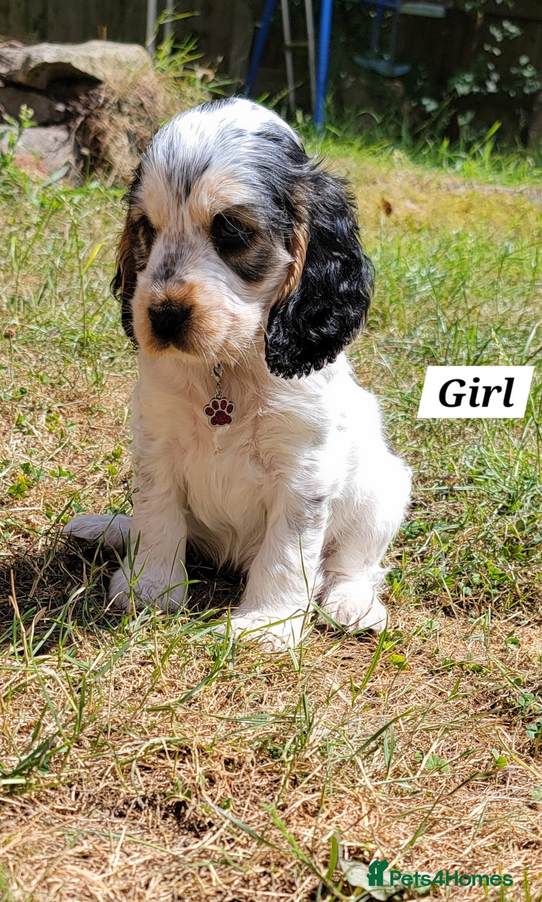 Cocker Spaniel dogs for sale: Blue Roan Tan-Sable Cocker Spaniel– KC bloodline - Image 30