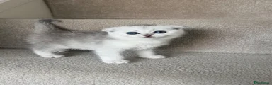 British Shorthair 1