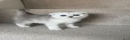 British Shorthair cats for sale: British Shorthair and Scottish Fold  - Advert 4