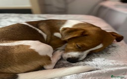 Jack Russell dogs for stud: A beautiful good natured boy - Image 7