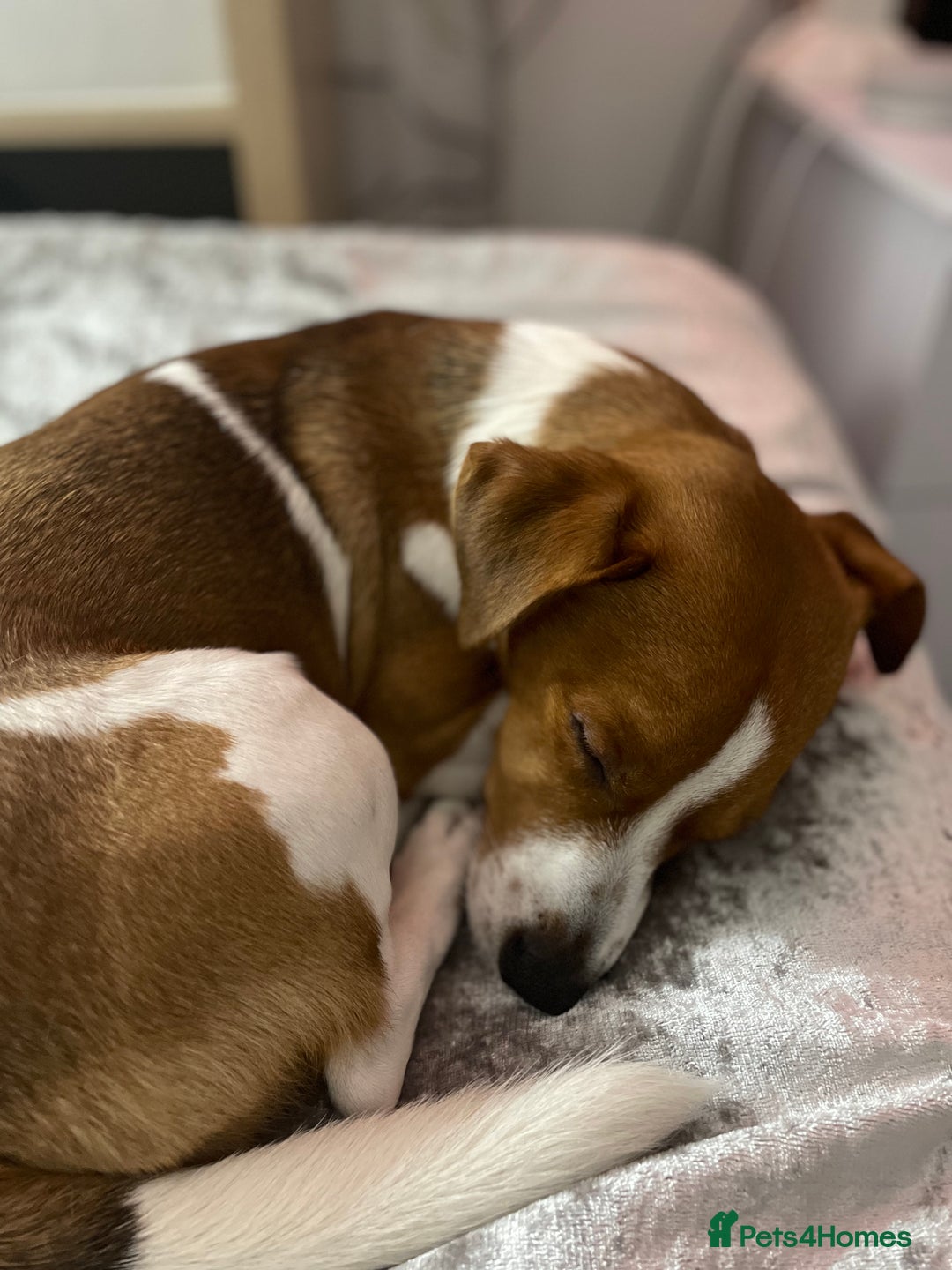 Jack Russell dogs for stud: A beautiful good natured boy - Image 7