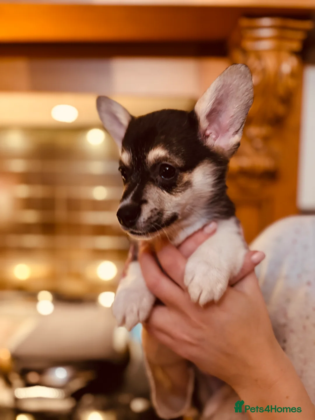 Welsh Corgi Pembroke dogs for sale: KC litter, health tested parents, licensed breeder - Advert 17