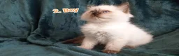 Ragdoll cats for sale: Ragdoll kitten. 2 Girls and 1 Boy  in Coventry - Advert 13