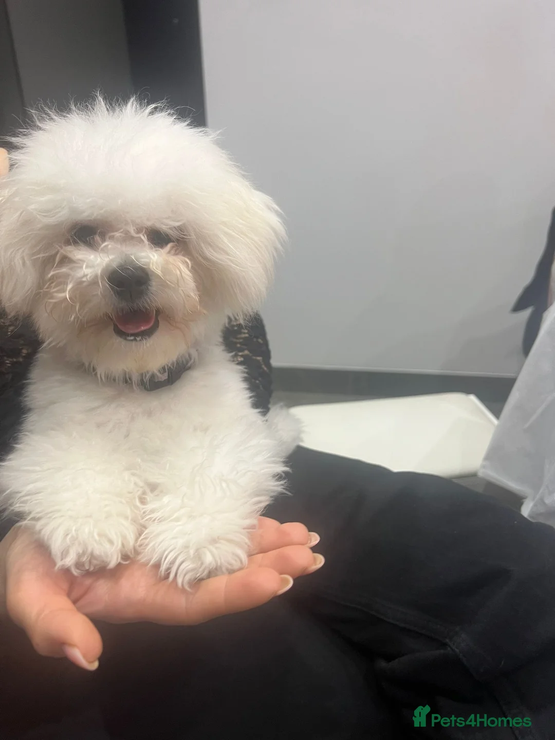 Bichon Frise dogs for sale: KC registered boy for sale - Advert 5