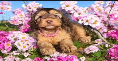 Cockapoo dogs - Advert 1