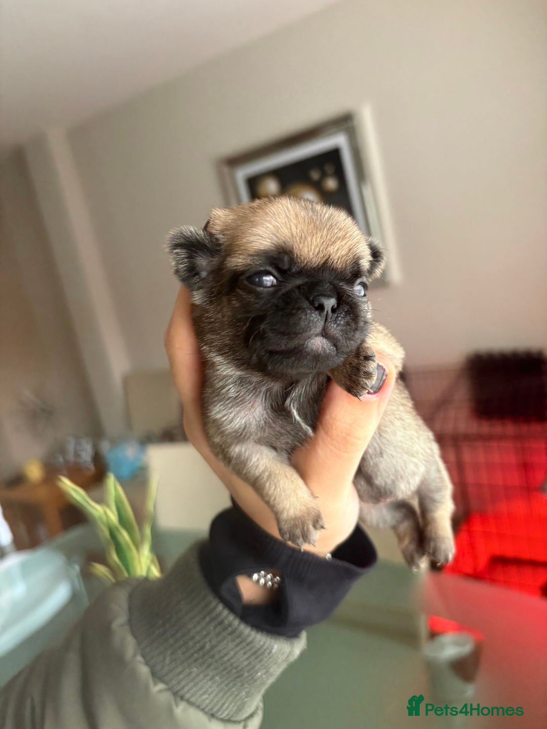Pug dogs for sale: ALL PUPPIES NOW RESERVED🤍🐶 - Advert 2