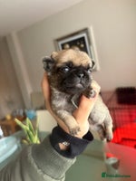 Pug dogs - Advert 10