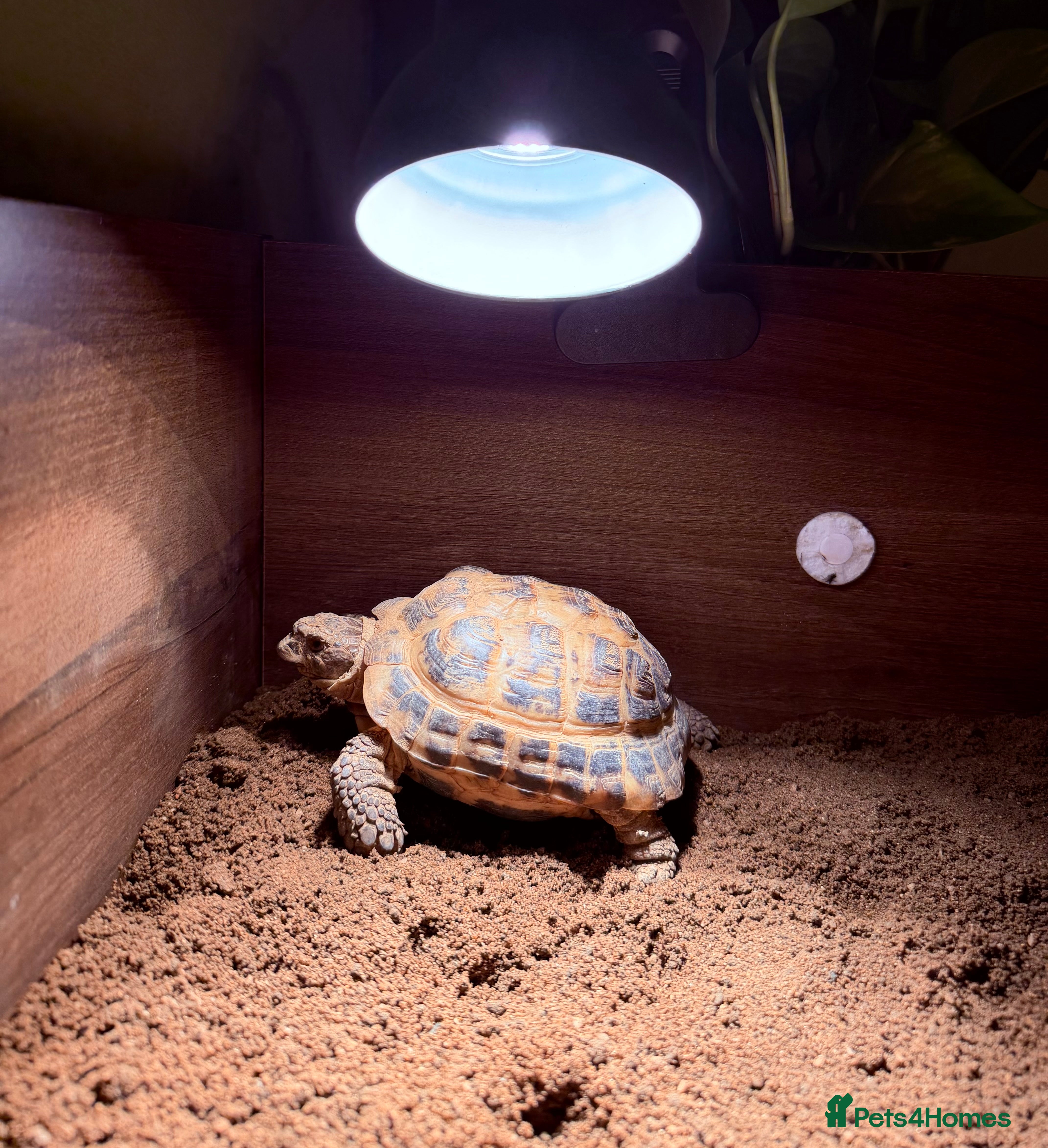 Tortoise reptiles Horsefield tortoise  in Halifax - Advert 1