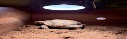 Tortoise reptiles for sale: Horsefield tortoise  in Halifax - Advert 1