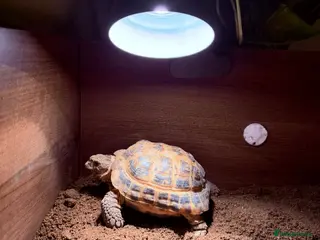 Tortoise reptiles Horsefield tortoise in Halifax - Advert 1