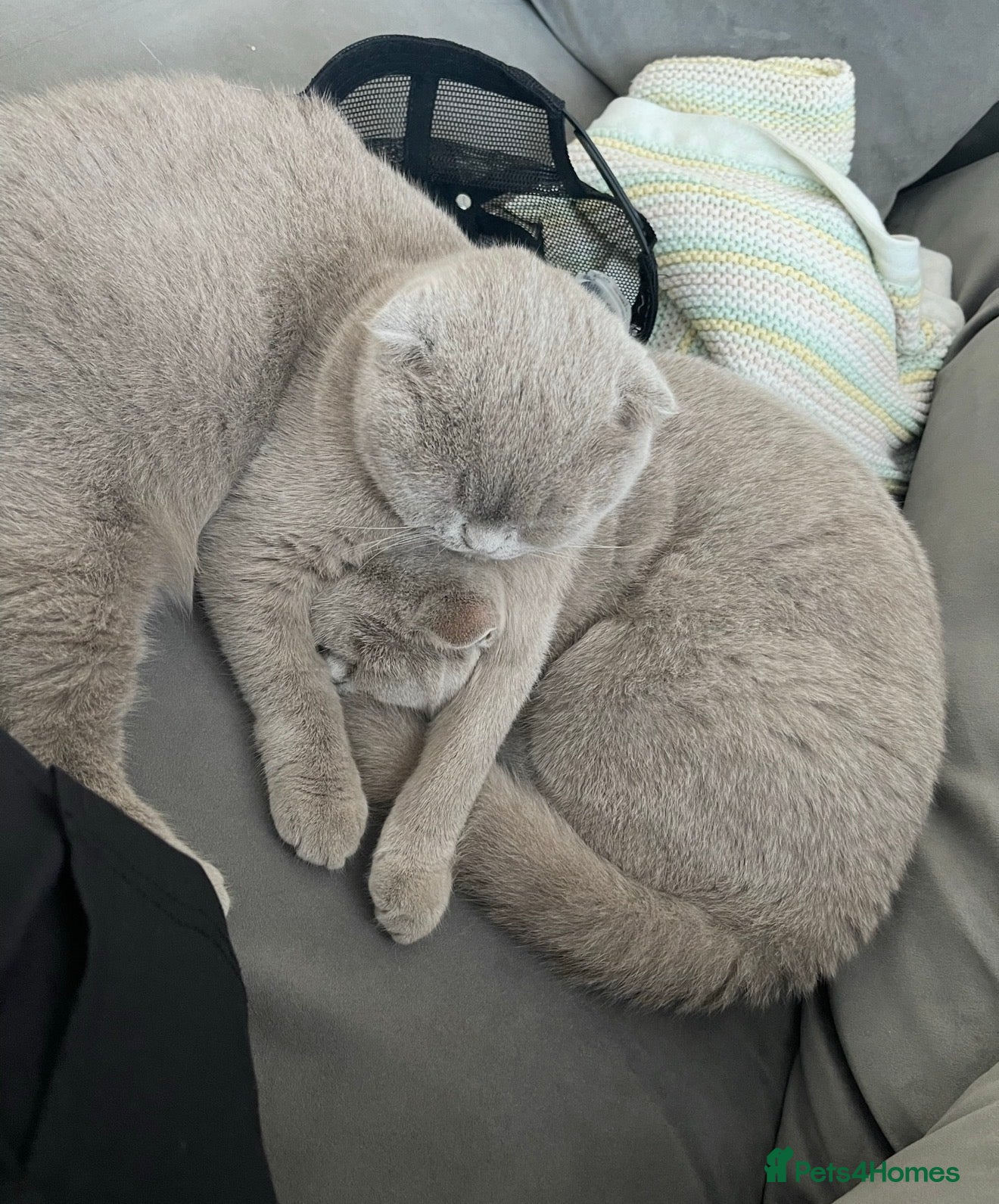 Scottish Fold cats Two Scottish Fold Sisters For Sale - Advert 1