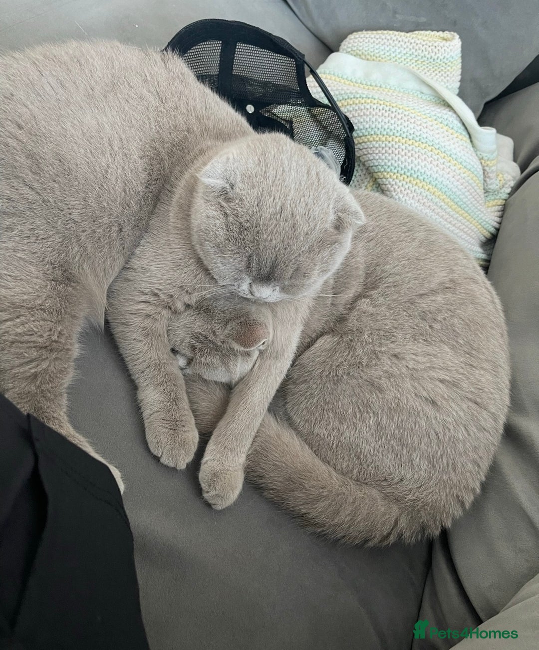 Scottish Fold cats for sale: Two Scottish Fold Sisters For Sale - Advert 1