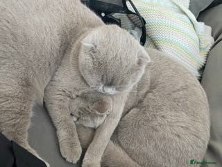 Scottish Fold cats Two Scottish Fold Sisters For Sale - Advert 1