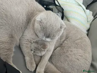 Scottish Fold cats Two Scottish Fold Sisters For Sale - Advert 17