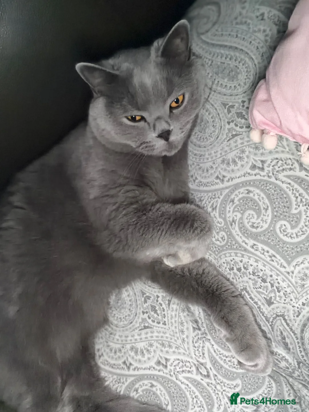 British Shorthair cats for sale: Cinnamon British Longhair& Blue British Shorthair  - Advert 10