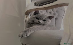 British Shorthair cats for sale: British blue shorthaired male & female kitten - Image 11