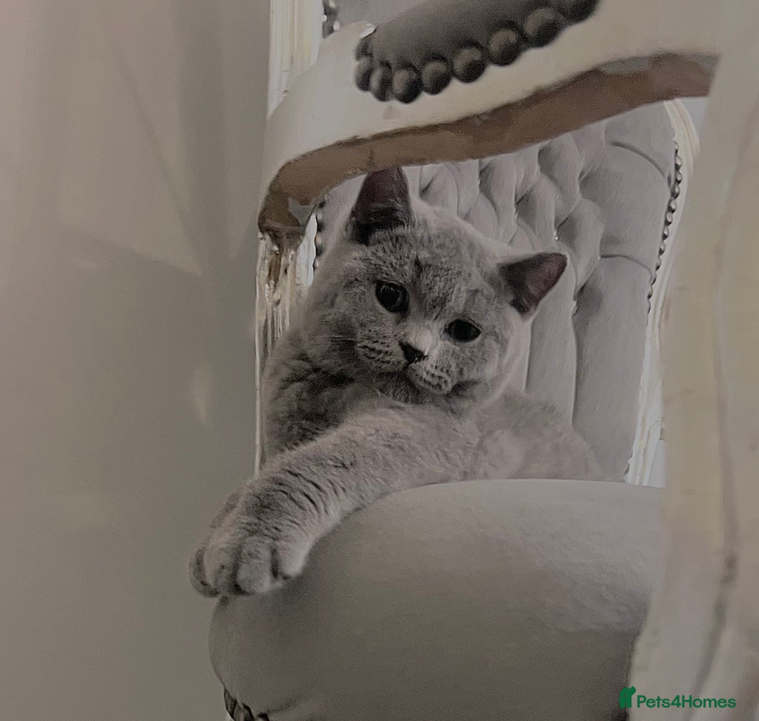 British Shorthair cats for sale: British blue shorthaired male & female kitten - Image 11