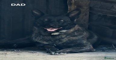 Belgian Shepherd Dog dogs - Advert 3