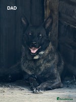 Belgian Shepherd Dog dogs - Advert 3