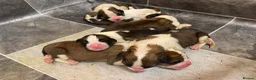 Saint Bernard dogs for sale: Saint Bernard‘s puppies - Advert 7