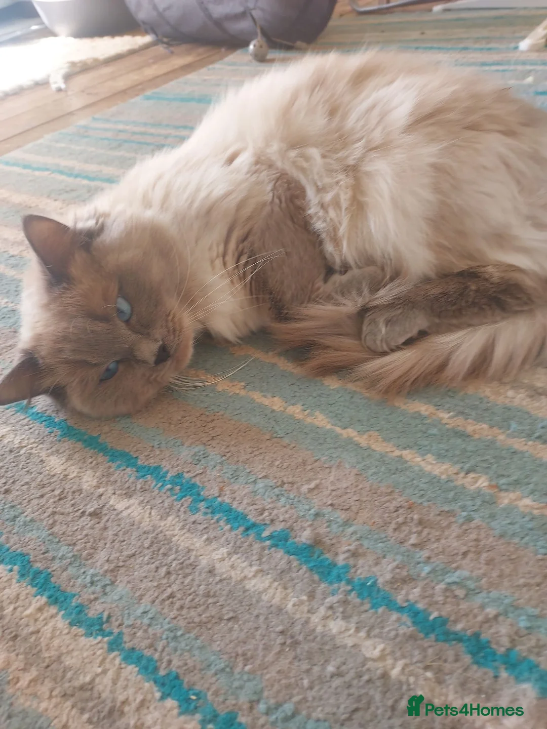 Ragdoll cats for sale: Bluepoint ragdoll kittens  - Advert 2