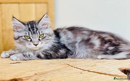 Maine Coon cats for sale: Beautiful pure bread Maine Coon kittens - Image 21
