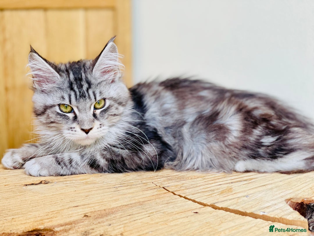 Maine Coon cats for sale: Beautiful pure bread Maine Coon kittens - Image 21