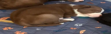 Mixed Breed 2
