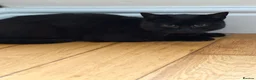 British Shorthair cats for sale: Black/brown British shorthair  in Sutton Coldfield - Advert 2