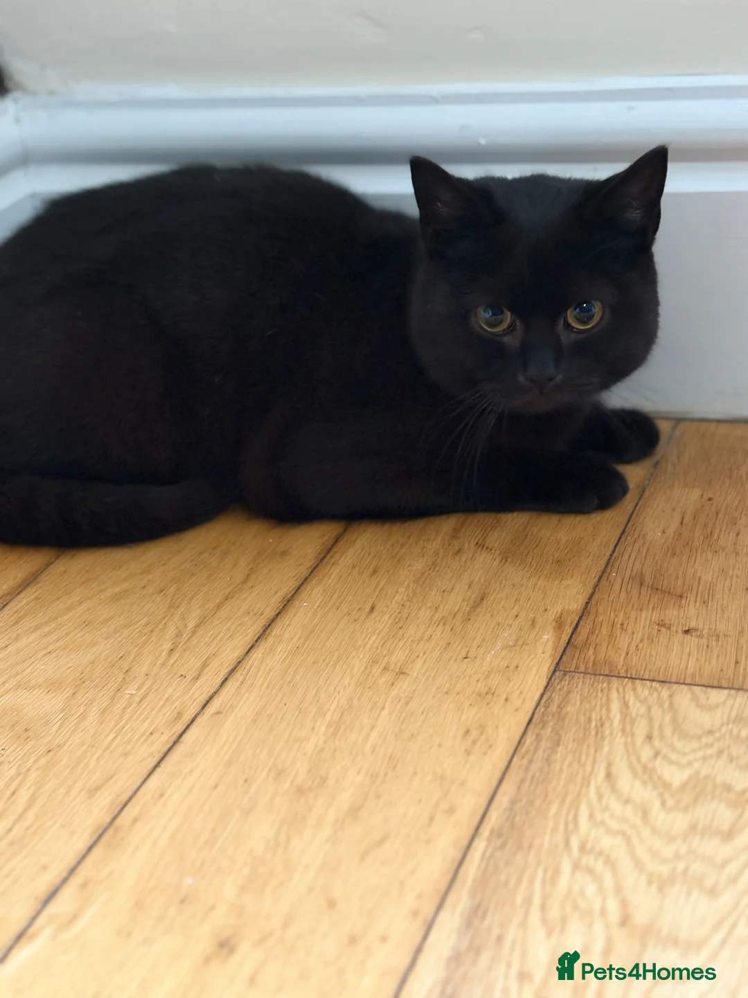 British Shorthair cats for sale: Black/brown British shorthair  in Sutton Coldfield - Advert 2