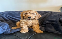 Cockapoo dogs for sale: 5 Gorgeous F2 Cockapoo Puppies Remaining!! 🐶 - Image 15