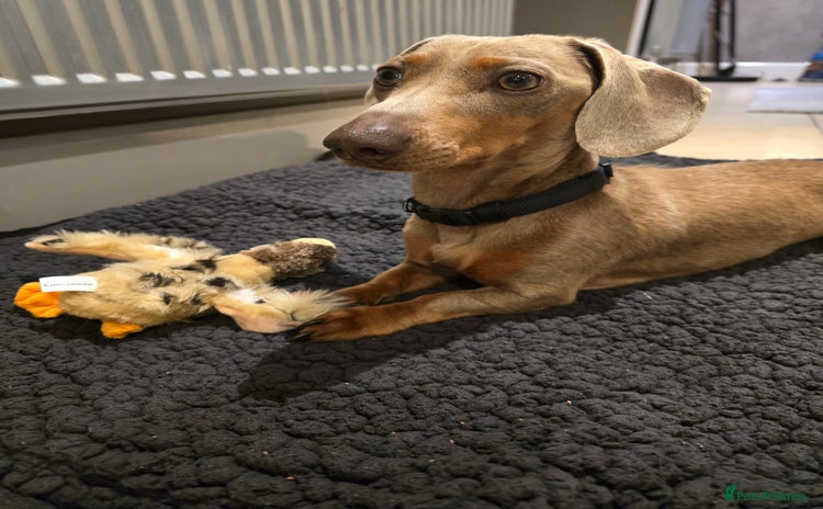 Dachshund dogs - Advert 1
