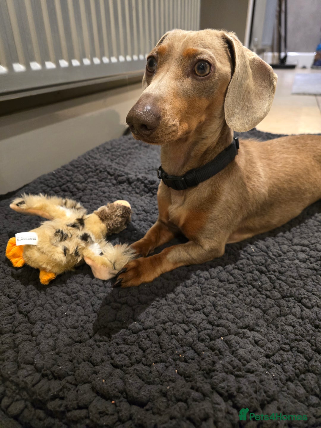 Dachshund dogs for sale: Miniature Isabella Tan Dachshund  - Image 1