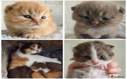 British Shorthair cats for sale: Beautiful TICA registered BSH kittens 🌈 - Image 5