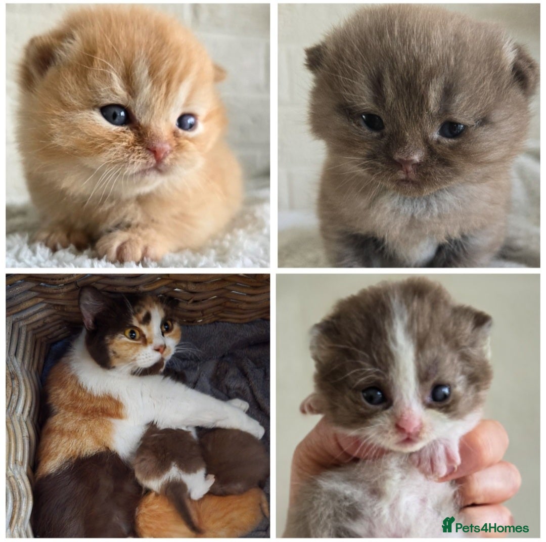 British Shorthair cats for sale: Beautiful TICA registered BSH kittens 🌈 - Image 5