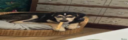 Mixed Breed dogs for sale: Gorgeous Max - Advert 2