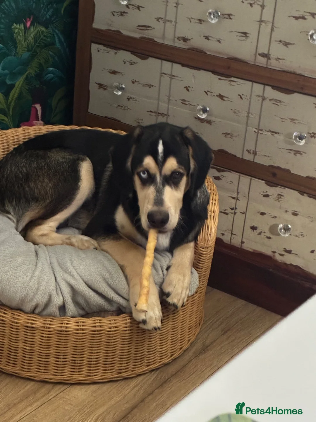 Mixed Breed dogs for sale: Gorgeous Max - Advert 2